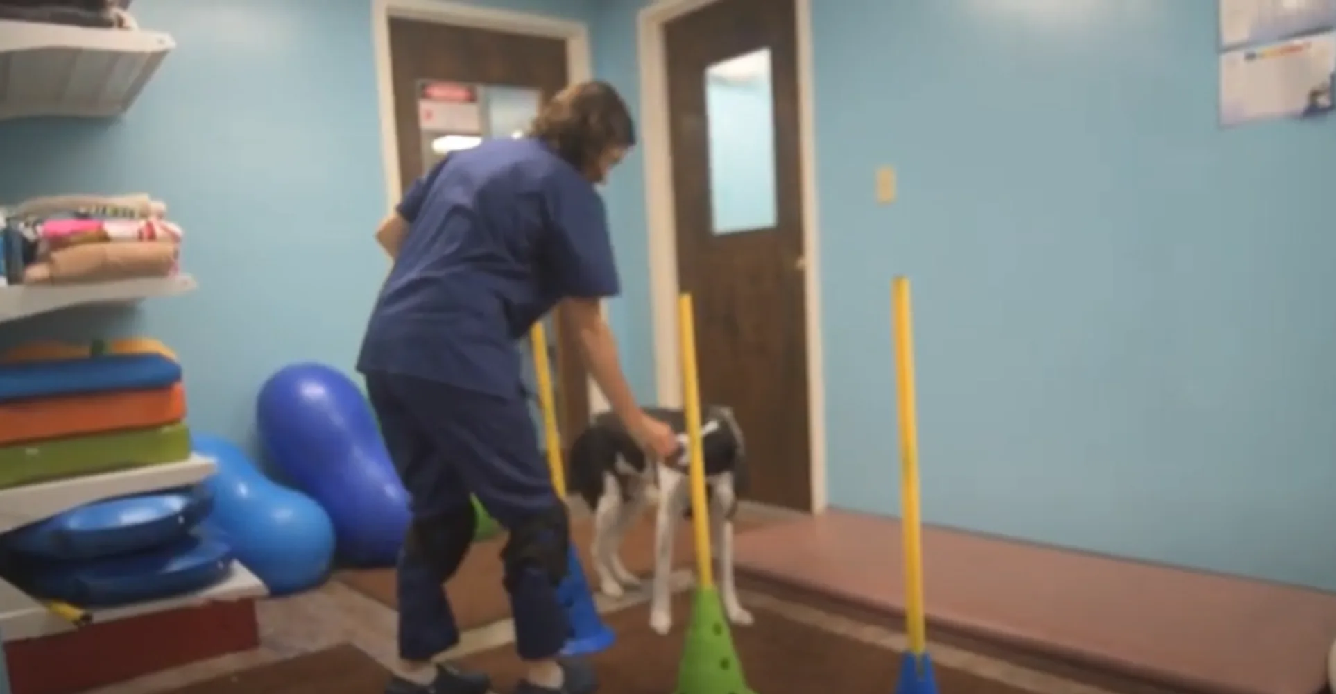 Pittsburgh Premier Veterinary Care Strength Exercises with cones